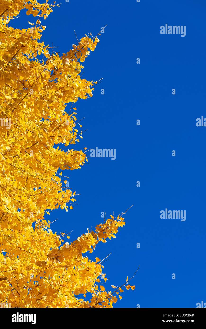 Herbst und Laub. Gelbe Ginkgo-Blätter mit blauem Himmel und Kopierraum Stockfoto