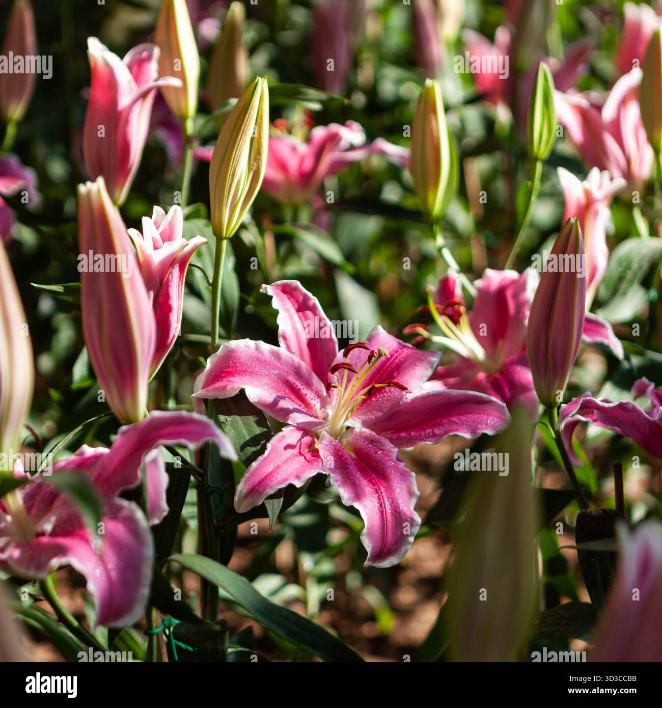 Pinke Lilie. Wunderschöne Blumen. Quadratisches Blumenbild. Chiang Mai Blumenfest. Stockfoto