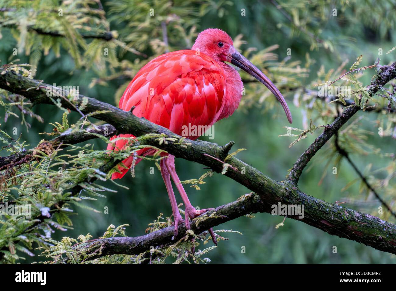 Scharlach Ibis (Eudocimus ruber) auf einem Ast Stockfoto