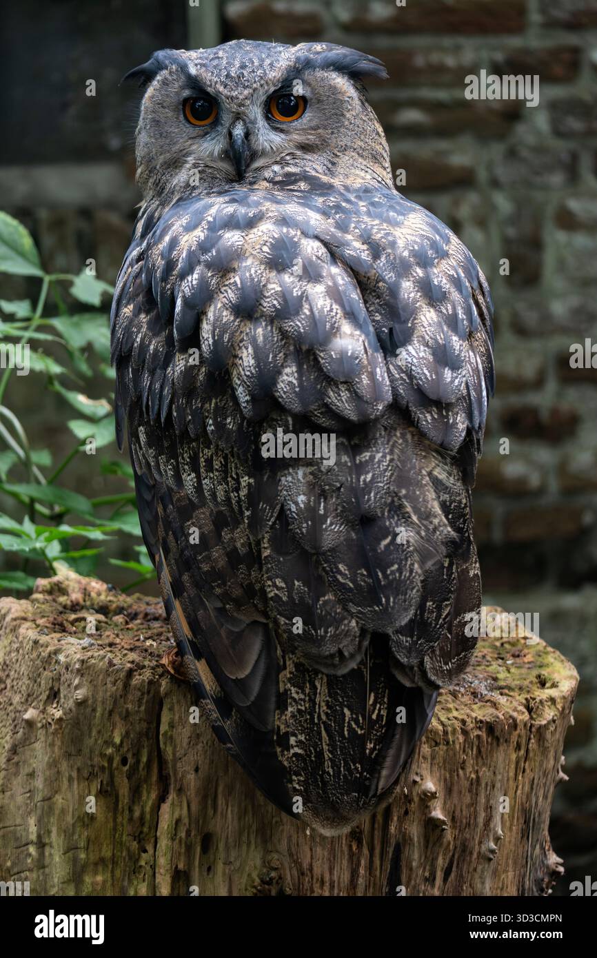 Eurasische Uhu (Bubo bubo) auf einem Baumstumpf Stockfoto