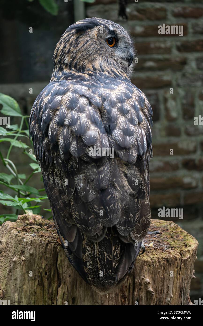 Eurasische Uhu (Bubo bubo) auf einem Baumstumpf Stockfoto