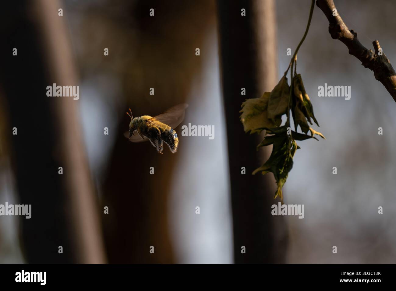 Fliegende Zimmerbiene in natürlichem Licht Stockfoto