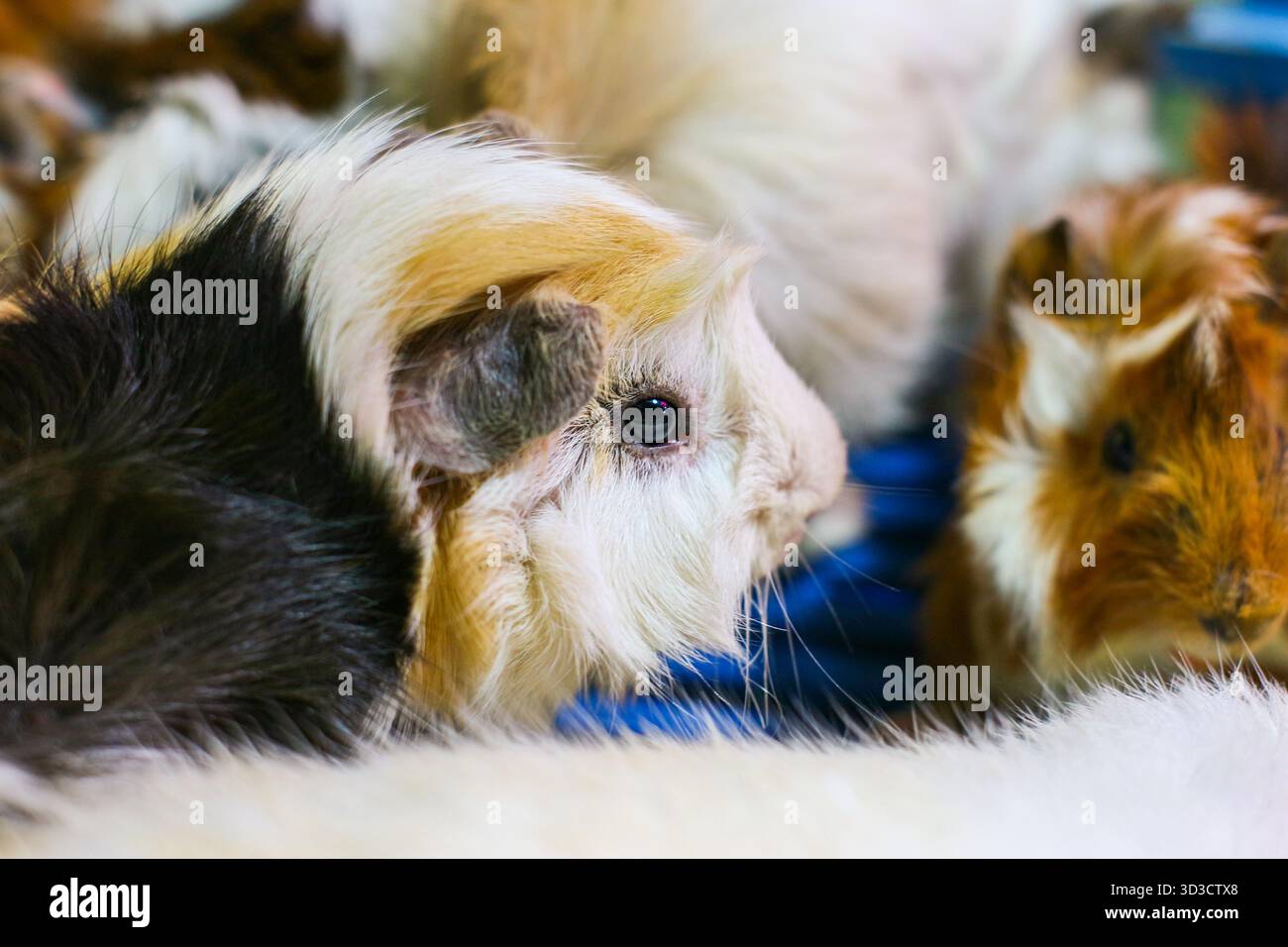 Detailliertes Seitenporträt eines flauschigen Meerschweinchens mit schwarzen, weißen und beigefarbenen Markierungen. Konzentrieren Sie sich auf Themen wie Tierpflege, Adoption und Begleitung. Stockfoto