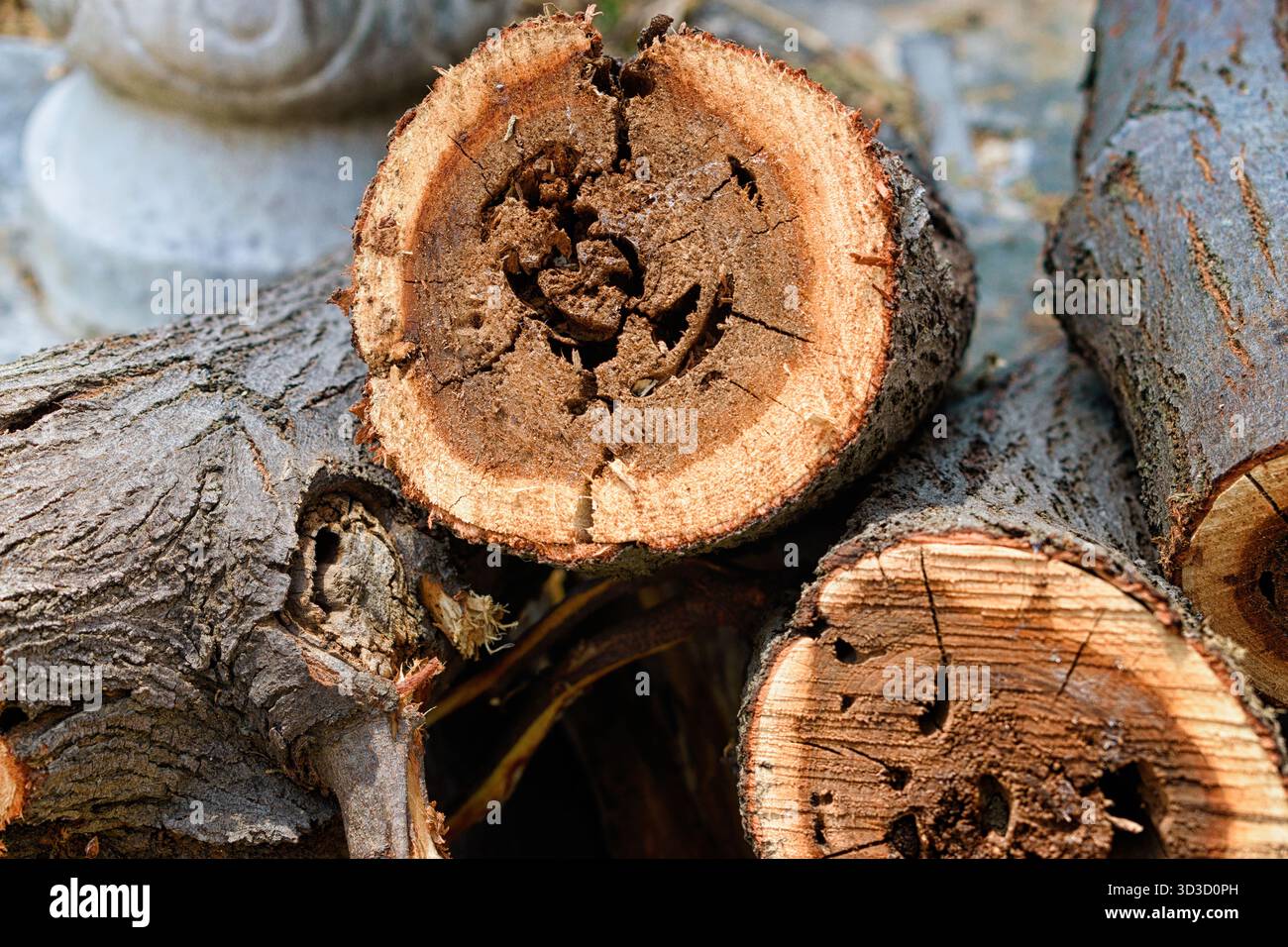 Gestapelte Baumstämme mit sichtbaren Wachstumsringen. Stockfoto
