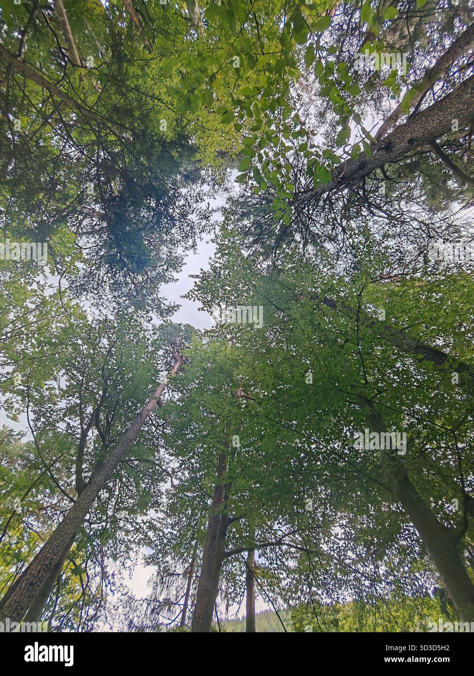 Licht als Lebenskraft für Pflanzen, Photosynthese im Naturlicht als Lebenskraft für Pflanzen Stockfoto