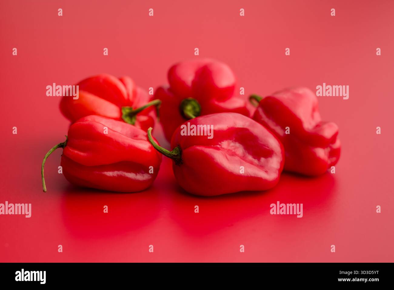 Rote Chili-Paprika Habanero auf rotem Hintergrund. Stockfoto