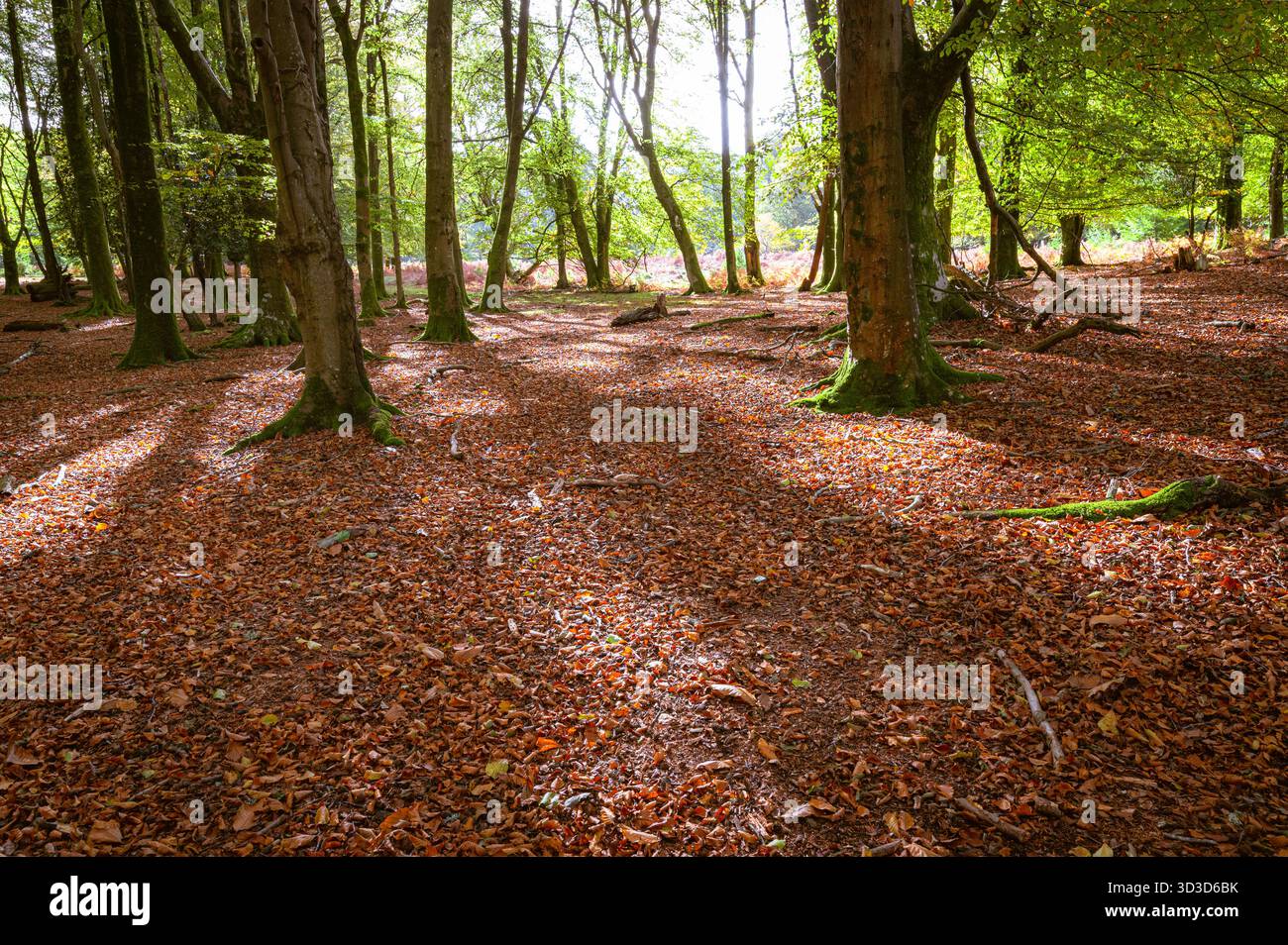 Herbstsonnenlicht und Baumschatten auf einem Teppich aus gefallenen Buchenblättern im Wald in der Nähe von Brockenhurst, New Forest, Hampshire Stockfoto