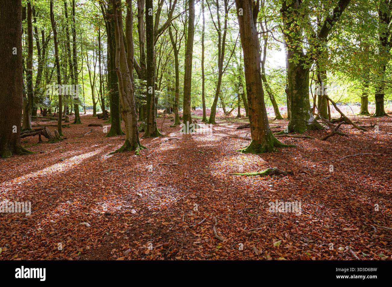 Herbstsonnenlicht und Baumschatten auf einem Teppich aus gefallenen Buchenblättern im Wald in der Nähe von Brockenhurst, New Forest, Hampshire Stockfoto