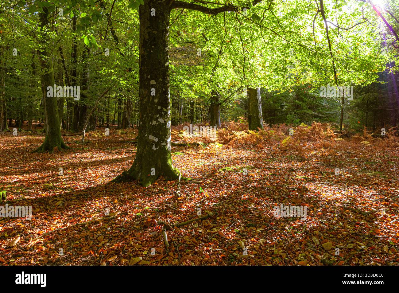 Herbstsonnenlicht und Baumschatten auf einem Teppich aus gefallenen Buchenblättern im Wald in der Nähe von Brockenhurst, New Forest, Hampshire Stockfoto