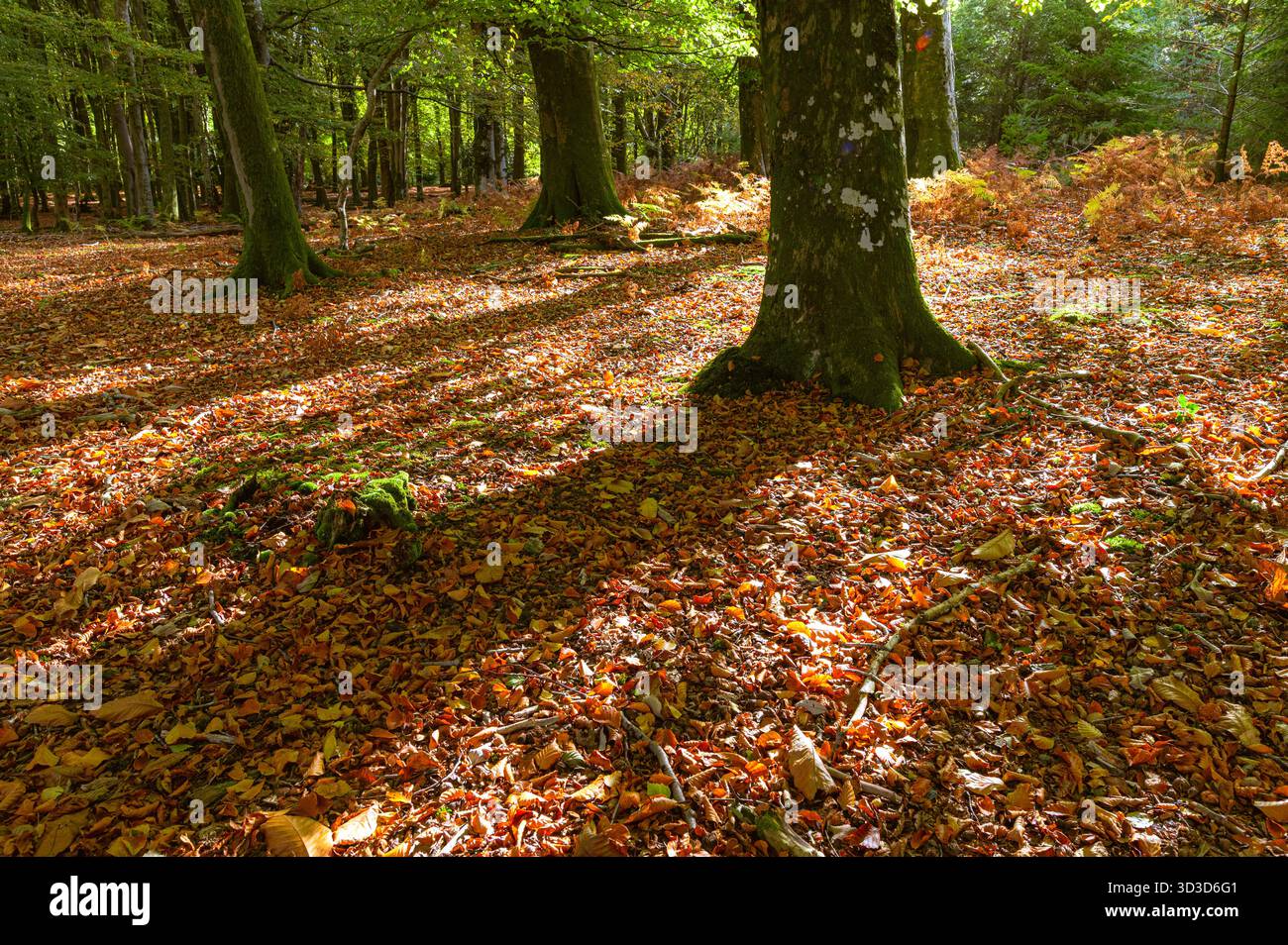 Herbstsonnenlicht und Baumschatten auf einem Teppich aus gefallenen Buchenblättern im Wald in der Nähe von Brockenhurst, New Forest, Hampshire Stockfoto