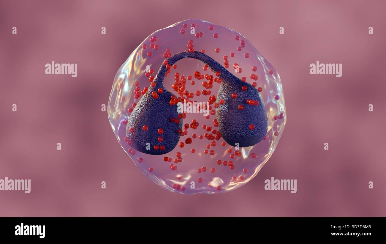 Eine 3D-Darstellung von Eosinophilen ist eine Art weißer Blutkörperchen oder Leukozyten. Stockfoto