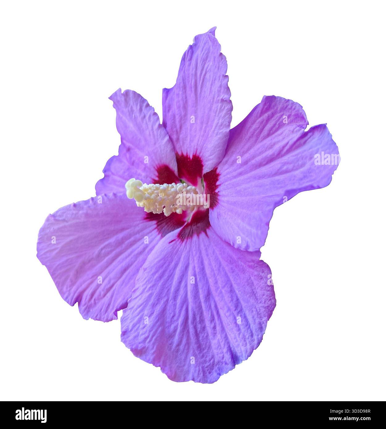 Nahaufnahme einer leuchtenden violetten Hibiskusblüte Rose von Sharon mit einem markanten roten Zentrum und weißem Pistil isoliert auf weißem Hintergrund mit Beschneidung Stockfoto