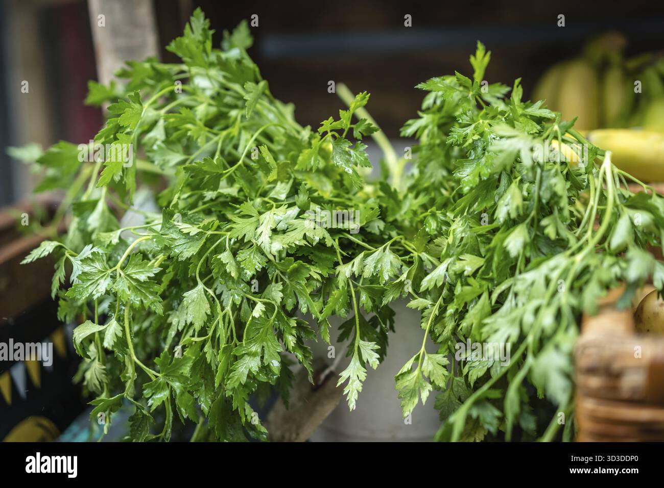 Frische organische Koriander auf Verkauf auf einem Bauernmarkt in Cornwall, Großbritannien Stockfoto