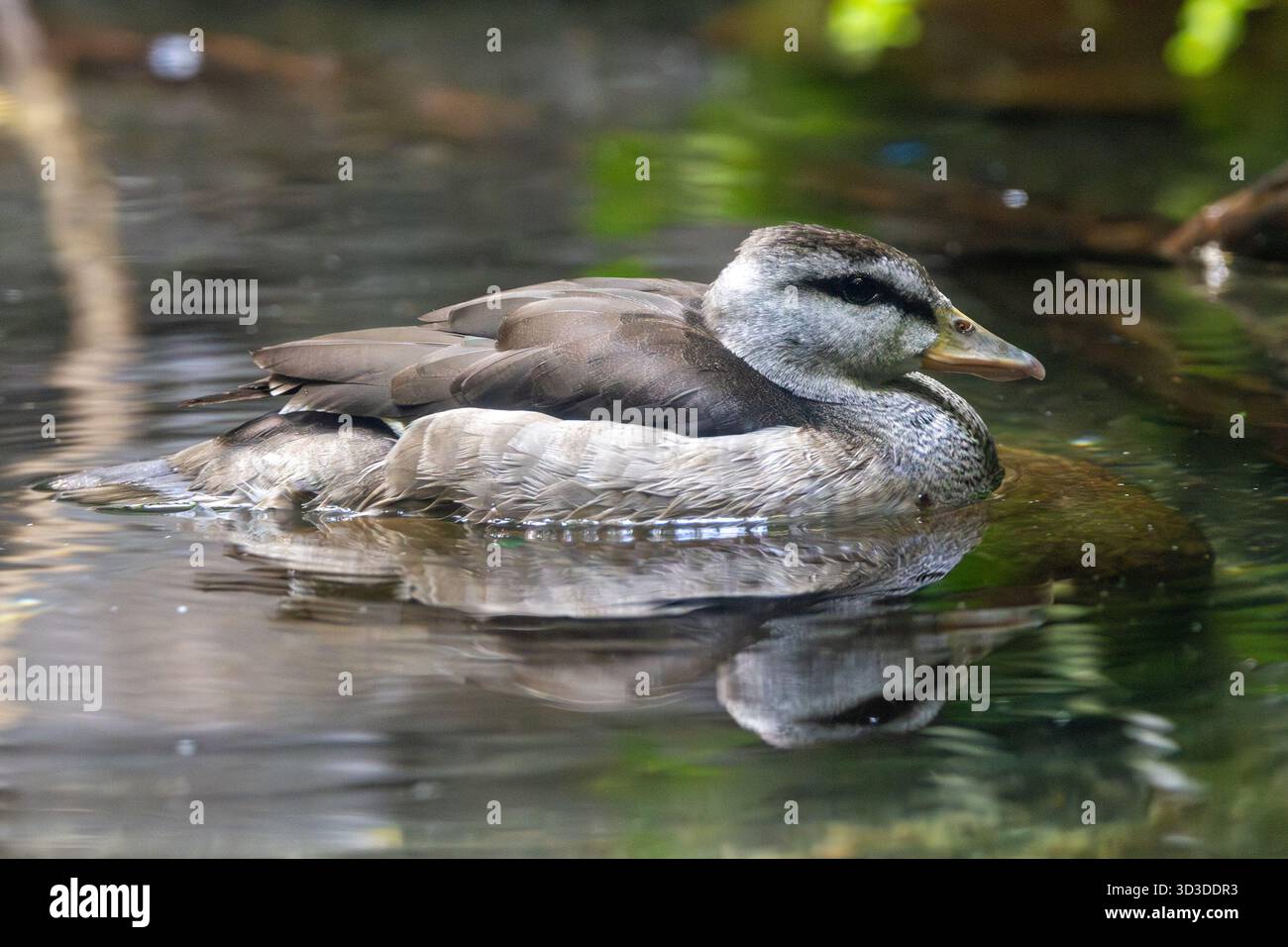 Eine winzige Stechente mit einem Gänseschnabel, fotografiert auf einer mit Lilien bedeckten tropischen Lagune - ernährt sich hauptsächlich von schwimmenden Samen und kleinen Wasserpflanzen Stockfoto