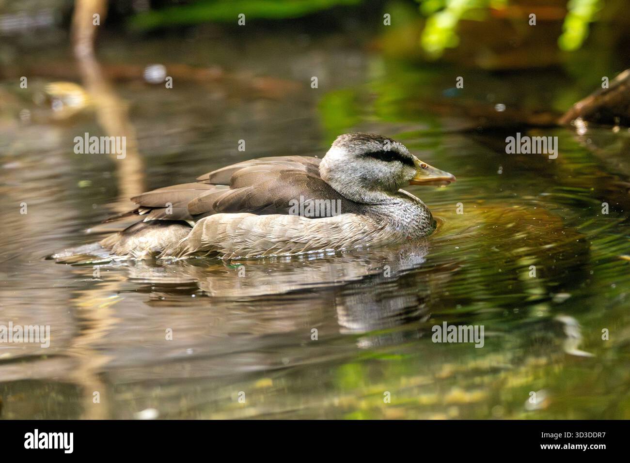Eine winzige Stechente mit einem Gänseschnabel, fotografiert auf einer mit Lilien bedeckten tropischen Lagune - ernährt sich hauptsächlich von schwimmenden Samen und kleinen Wasserpflanzen Stockfoto