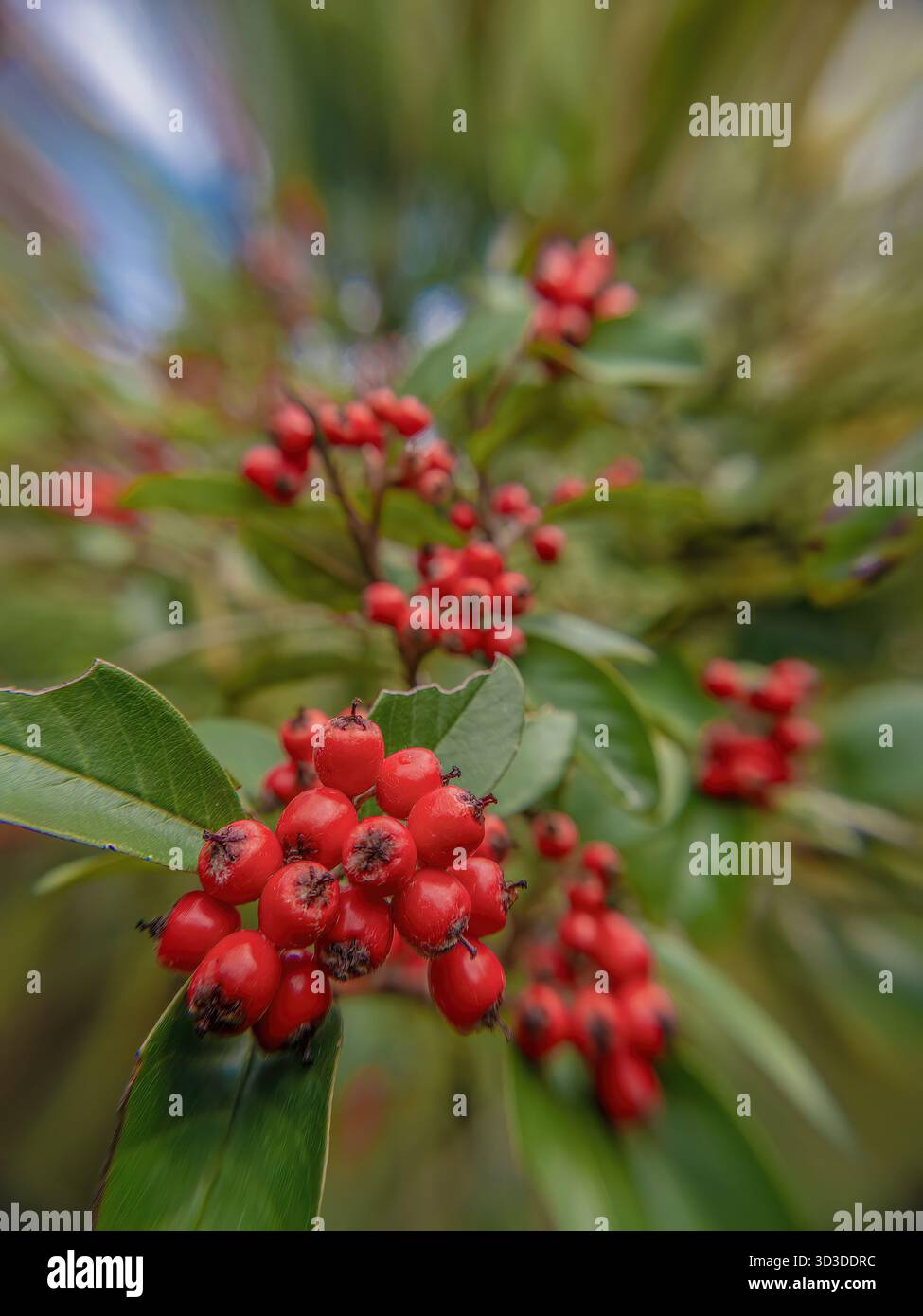 Eine Rasse tropischer Cotoneaster-Beeren, die am Baum hängen; Weitwinkel-Makrophotographie, aufgenommen in einem Garten in den östlichen Andengebirgen Stockfoto
