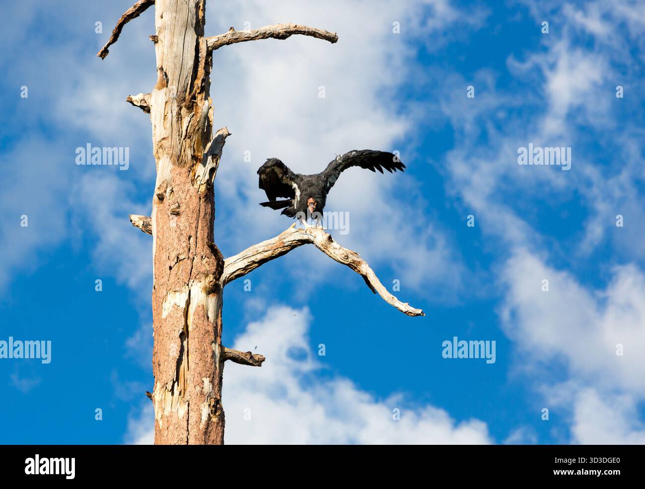 Ein wilder kalifornischer Kondor (Gymnogyps californianus), der auf einem toten Baum thront und seine Flügel nahe dem Nordrand des Grand Canyon ausbreitet Stockfoto