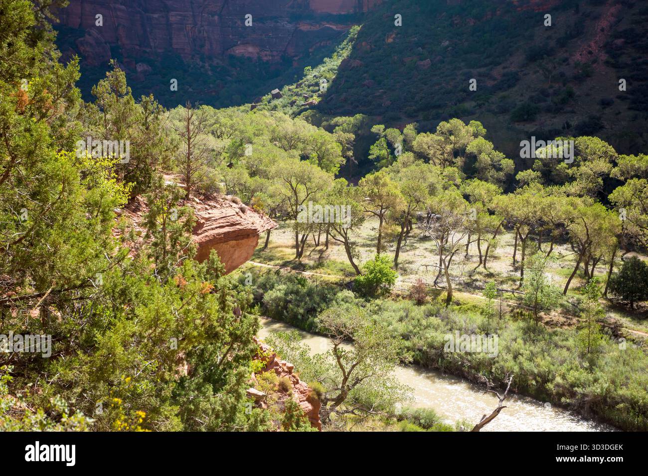 Der Virgin River entlang des Kayenta Trail im Zion National Park, Utah Stockfoto