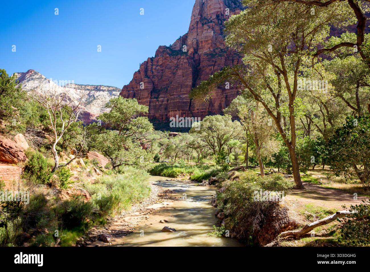Der Virgin River in der Nähe der Grotto and West Rim Trail im Zion National Park, Utah Stockfoto