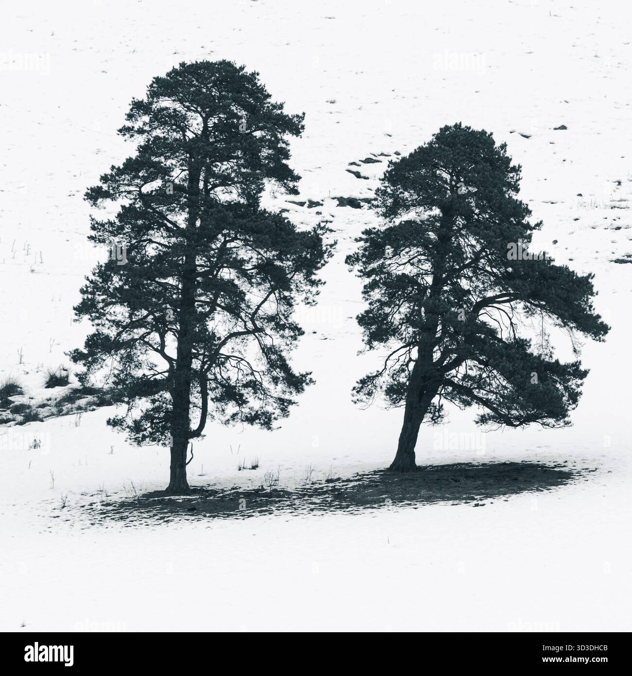 Schwarzweißes abstraktes Bild eines Baumes auf einem schneebedeckten Hügel in der Nähe des Hamsterley Forest, England, Vereinigtes Königreich. Stockfoto