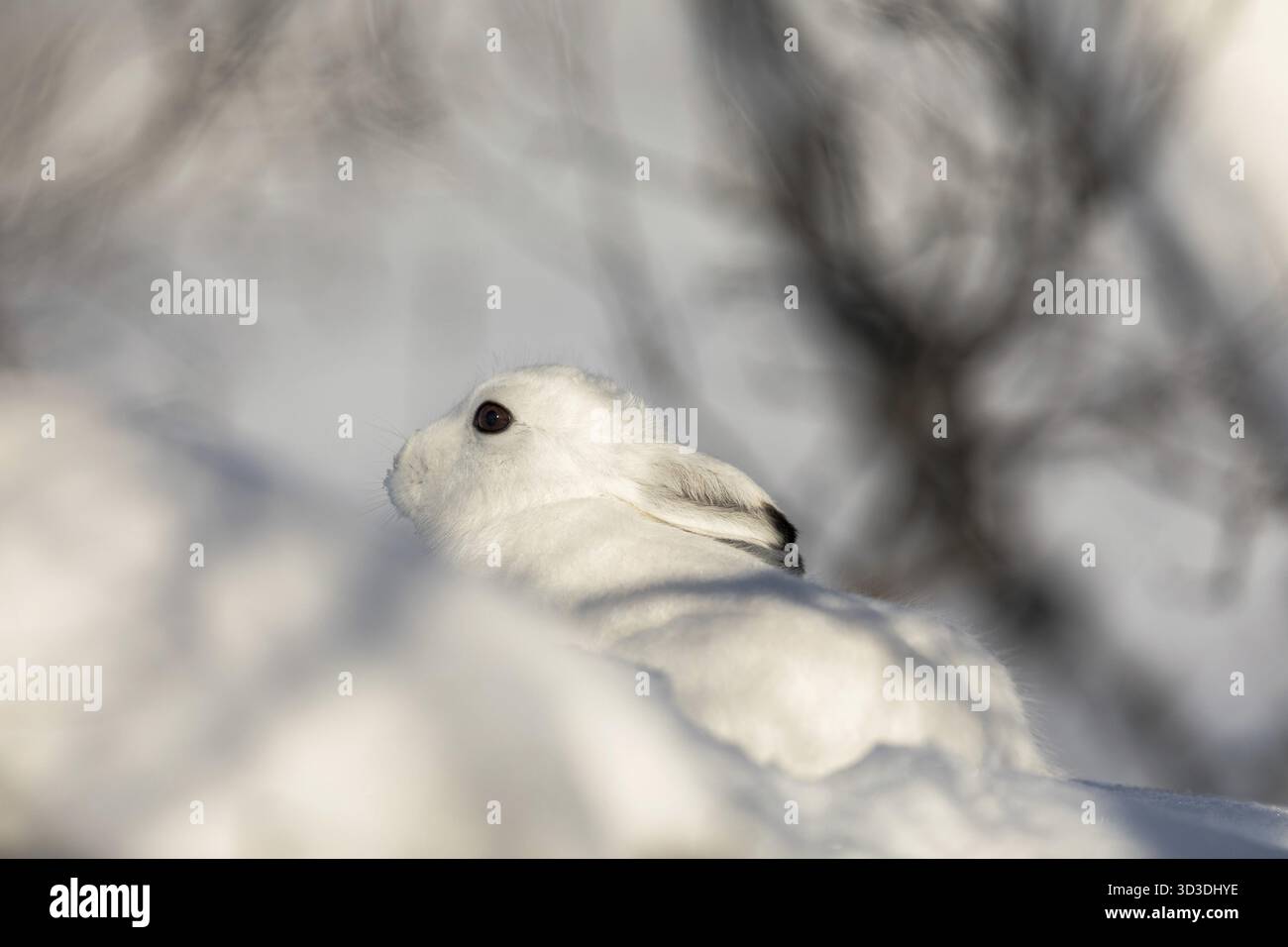 Der Berg hase Lepus timidus, auch als blaue, Tundra, Variable, weiß, Schnee, alpine und Irische Hase bekannt. Hier in seinem Wintermantel, mit weißem Pelz Stockfoto