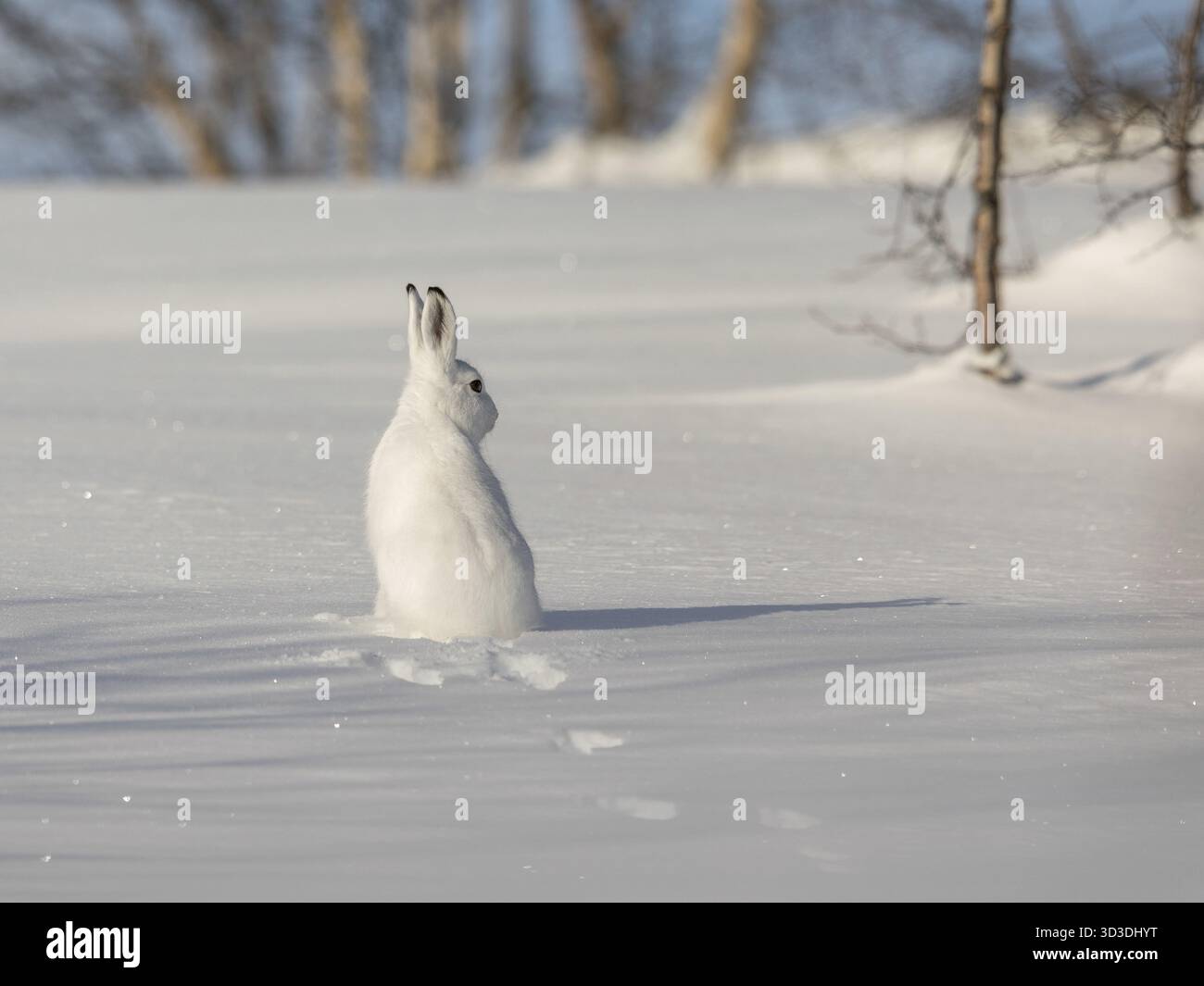 Der Berg hase Lepus timidus, auch als blaue, Tundra, Variable, weiß, Schnee, alpine und Irische Hase bekannt. Hier in seinem Wintermantel, mit weißem Pelz Stockfoto