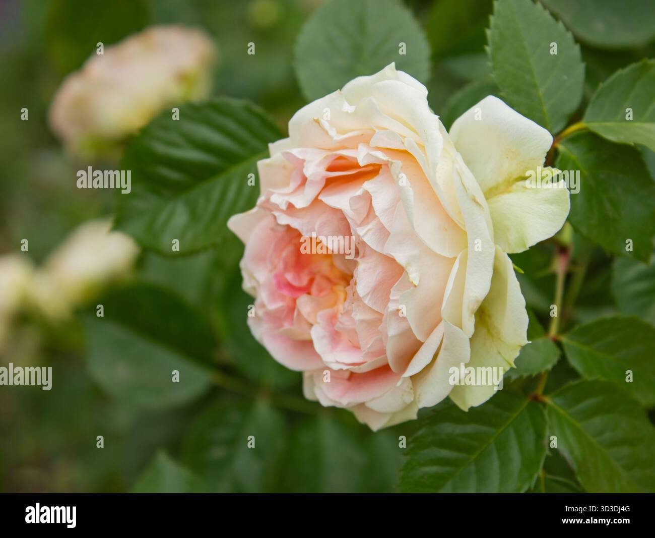 Nahaufnahme David Austin White and Pink Rose Knospe im Garten mit Kopierraum für Text. Floraler Hintergrund für Urlaub, Schönheit und Natur. Stockfoto