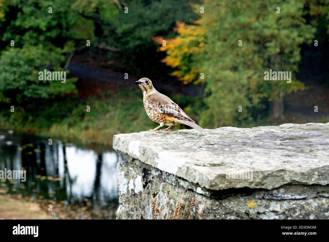 Song-Thrush (Turdus philomelos), auf Steinsäule, irische Tierwelt Stockfoto