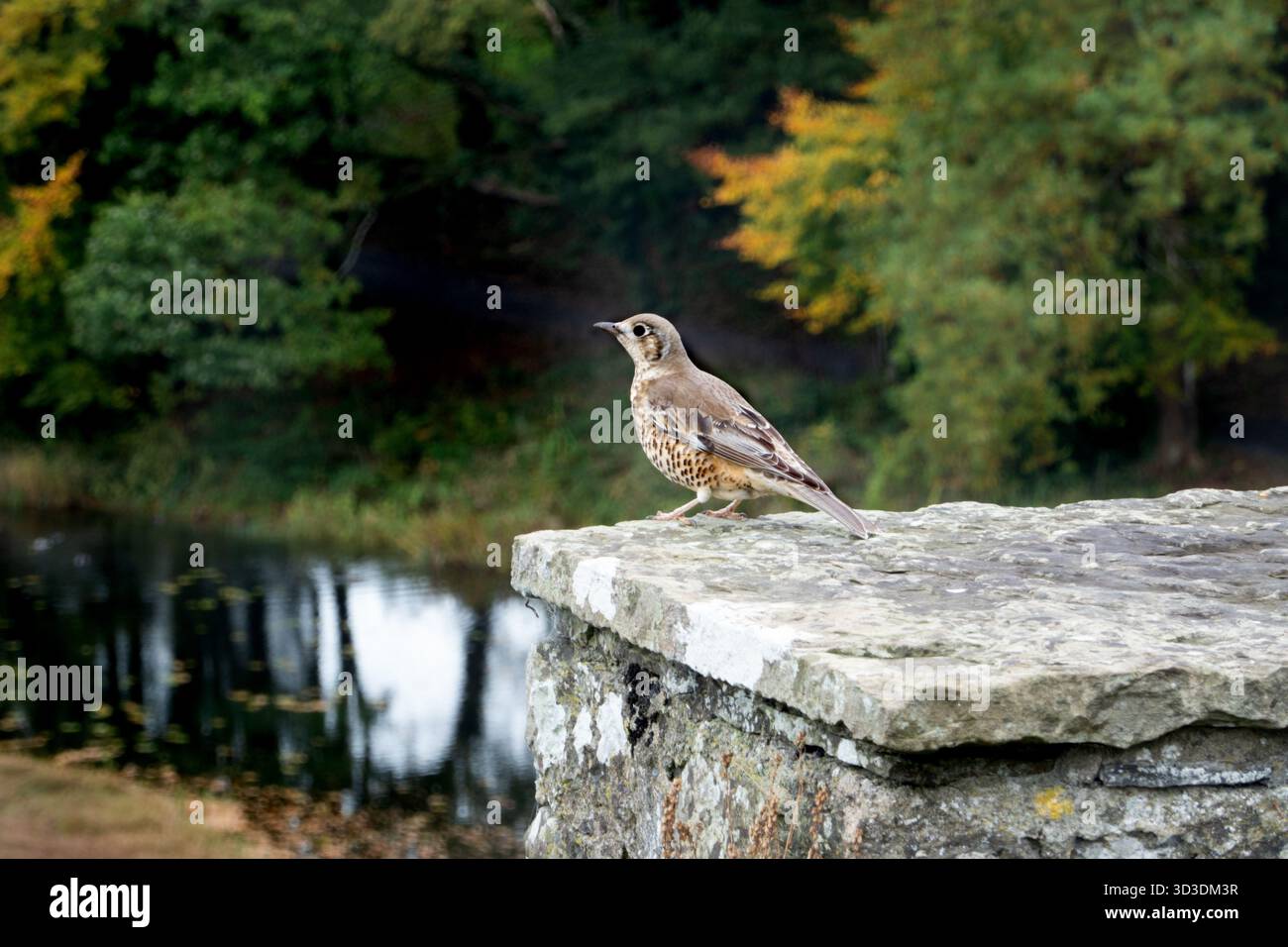 Song-Thrush (Turdus philomelos), auf Steinsäule, irische Tierwelt Stockfoto