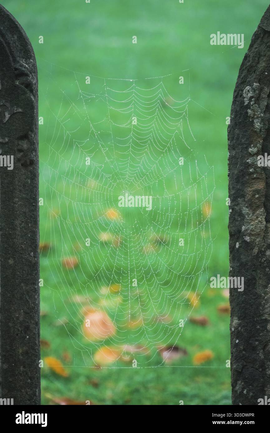 Morgens Tautropfen auf einem Spinnennetz Stockfoto