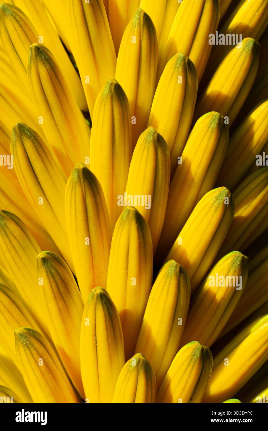 Abstrakte Darstellung der Aloe Ferox-Blüte Stockfoto