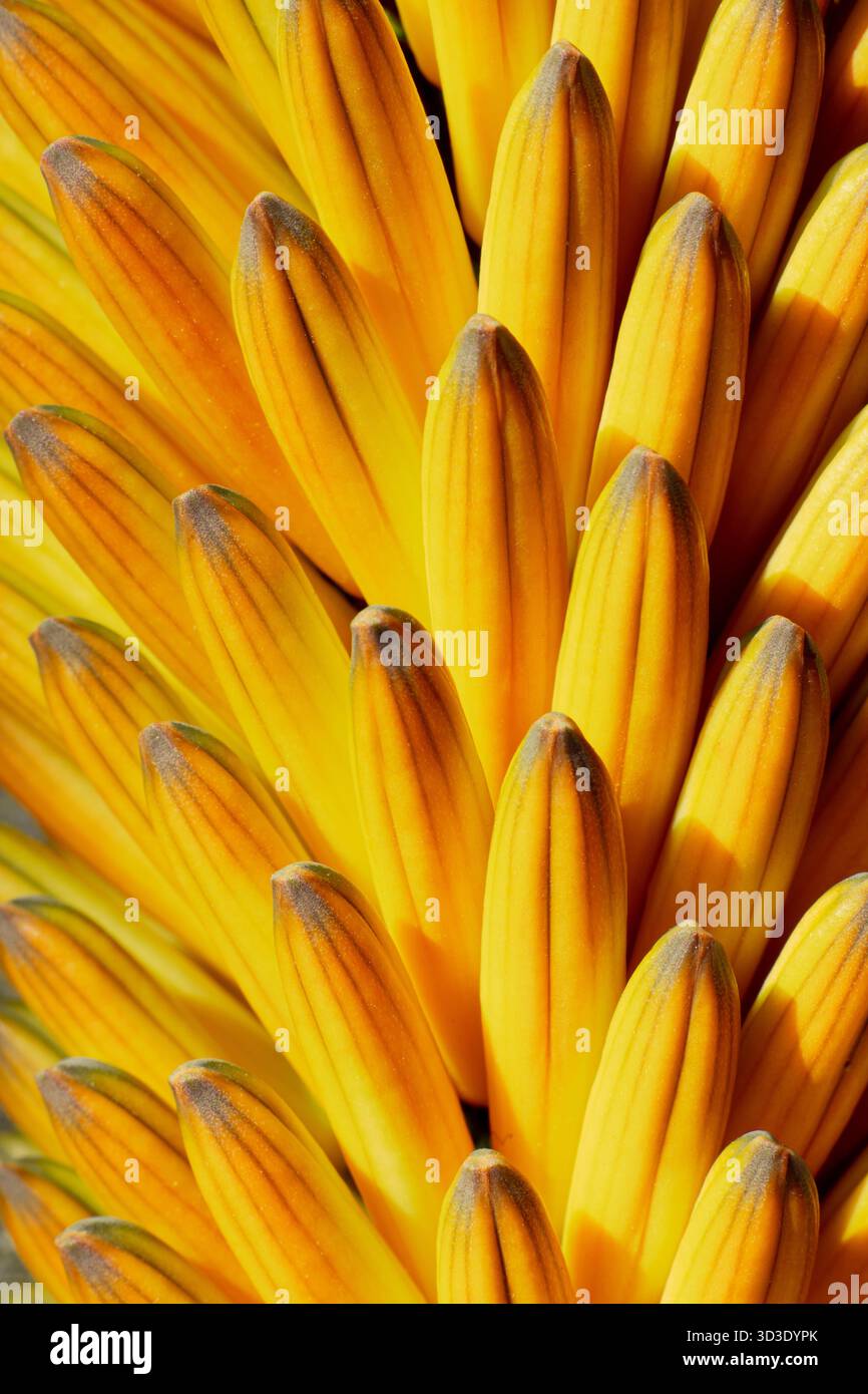 Abstrakte Darstellung der Aloe Ferox-Blüte Stockfoto
