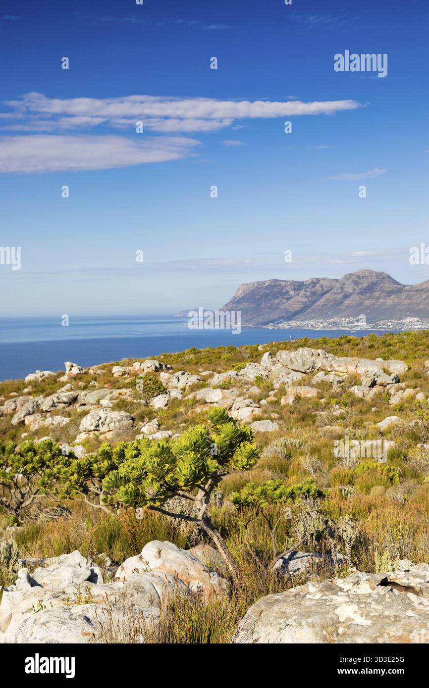 Küstenberglandschaft mit Fynbos Flora in Kapstadt Südafrika, Kapstadt, Südafrika Stockfoto