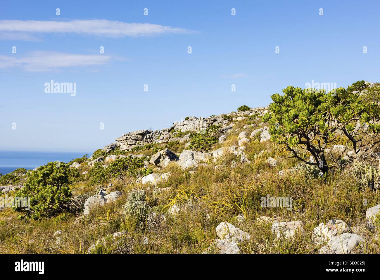 Zerklüftete Berglandschaft mit Fynbos-Buschflora in Kapstadt Südafrika Stockfoto