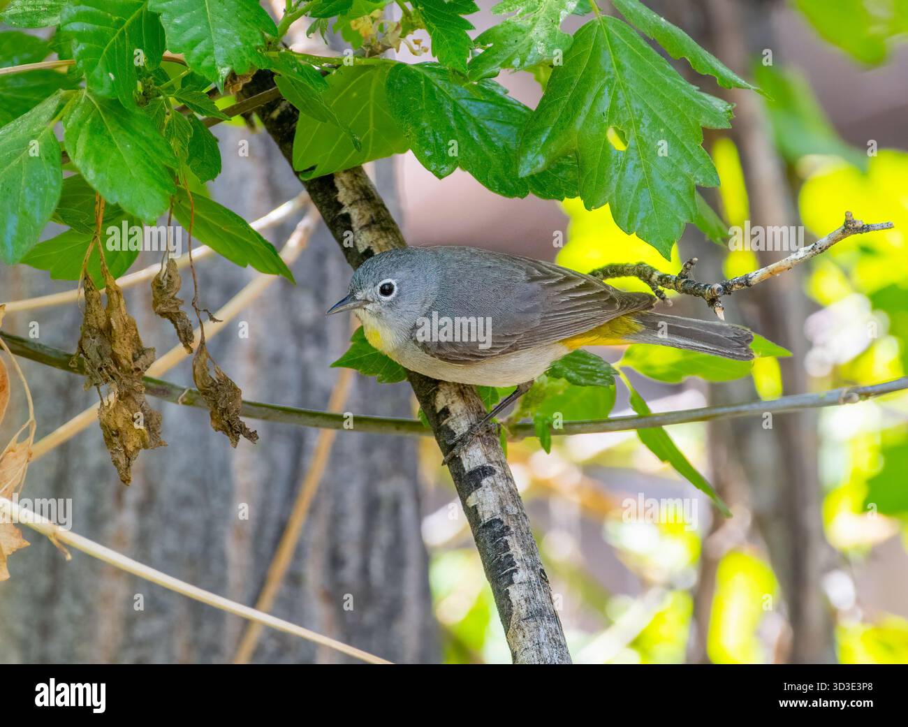 Ein eher düsterer Virginia's Warbler fotografierte, als er durch das Laub eines Waldgebiets in Colorado forschte. Stockfoto