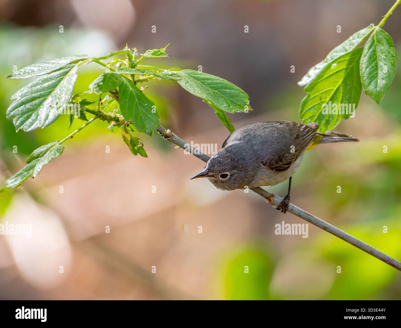Ein eher düsterer Virginia's Warbler fotografierte, als er durch das Laub eines Waldgebiets in Colorado forschte. Stockfoto