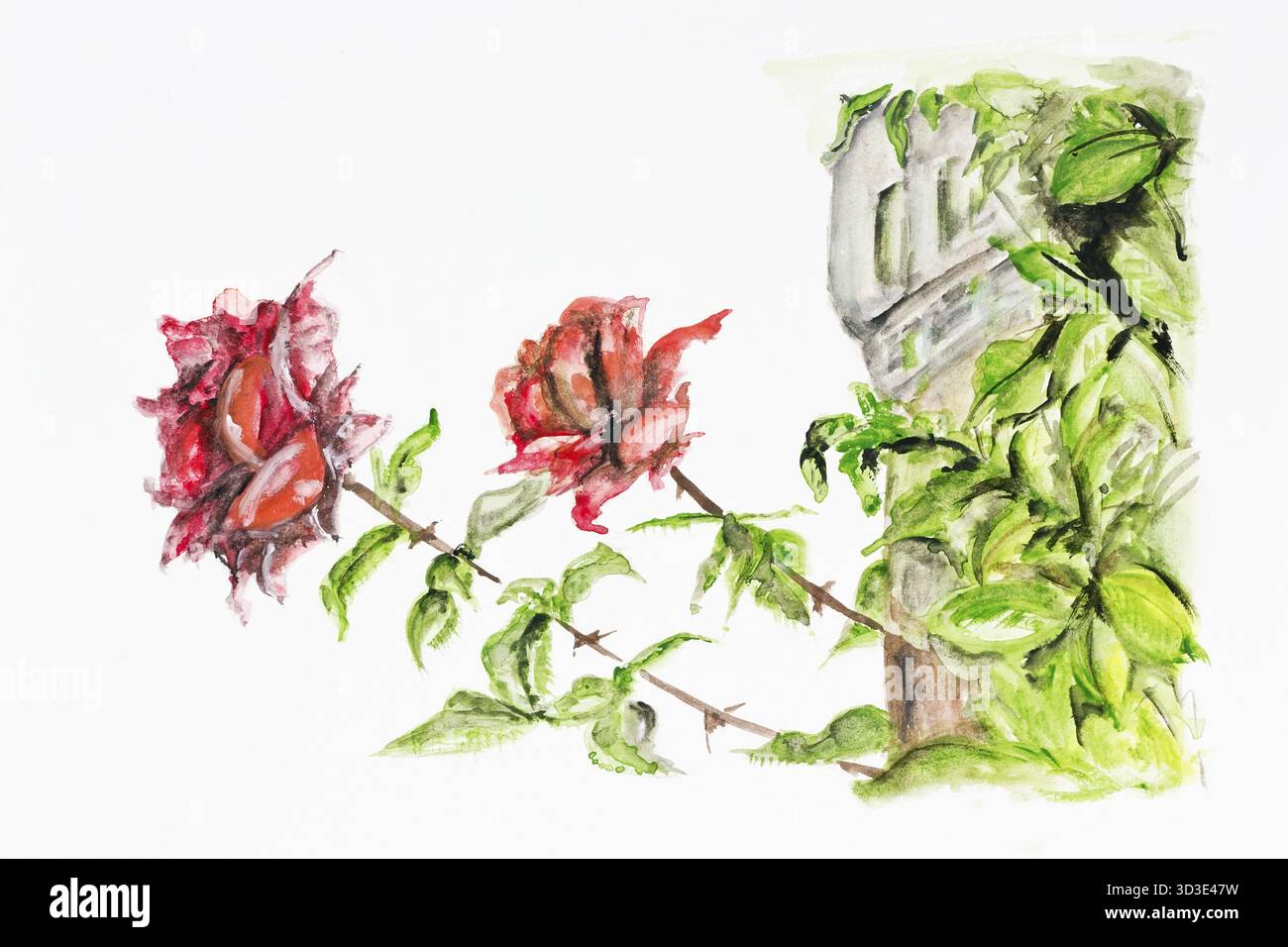Zwei rote Rosen wachsen in der Nähe der alten Burg - handgemachte Aquarellmalerei Illustration auf weißem Papier Kunsthintergrund Stockfoto