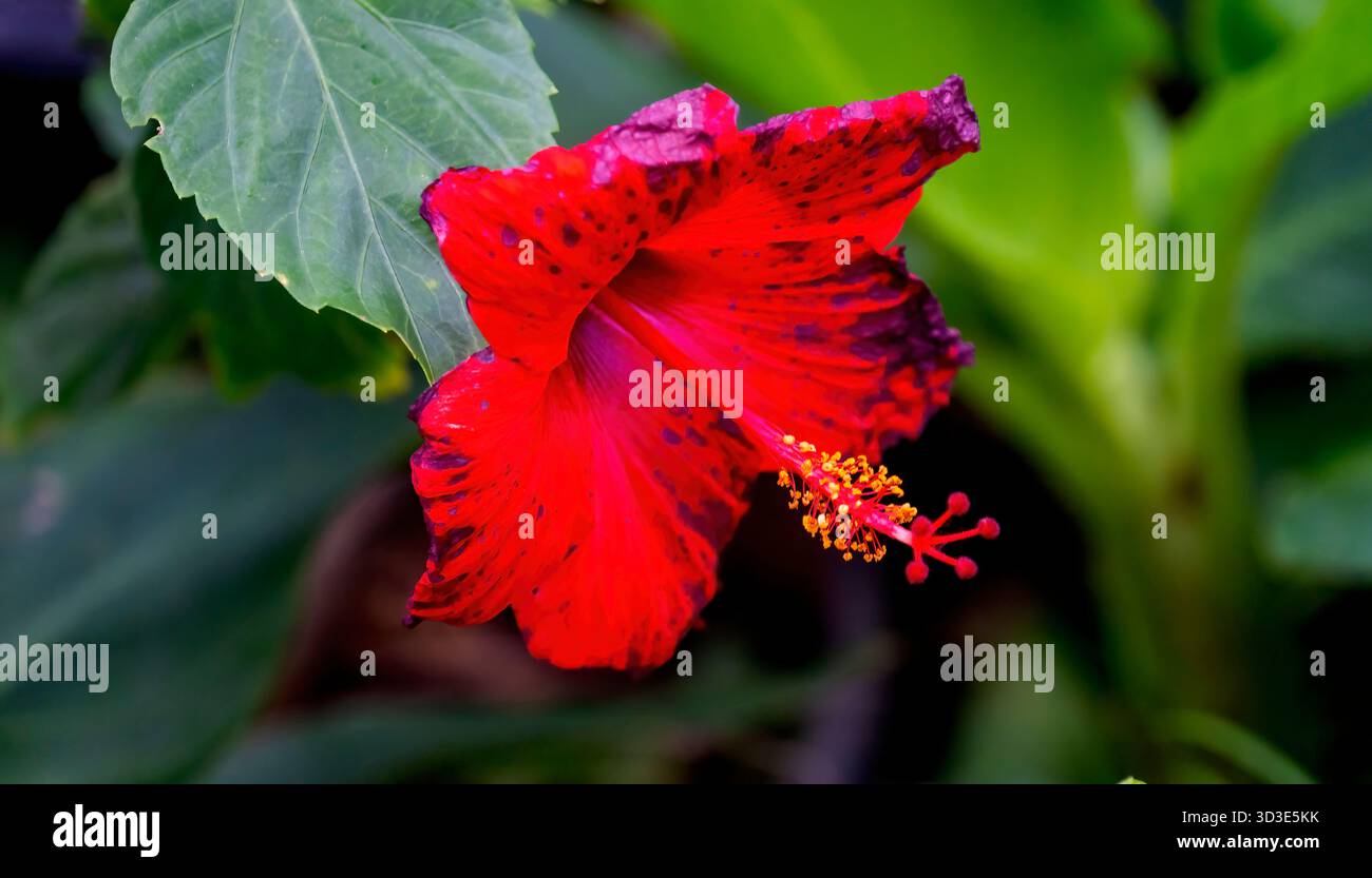 Farbenfrohe Red Blue Tropical Hibiscus Blume Green Leaves Waikiki Oahu Hawaii tropischer Hibiskus hat viele Sorten. Stockfoto