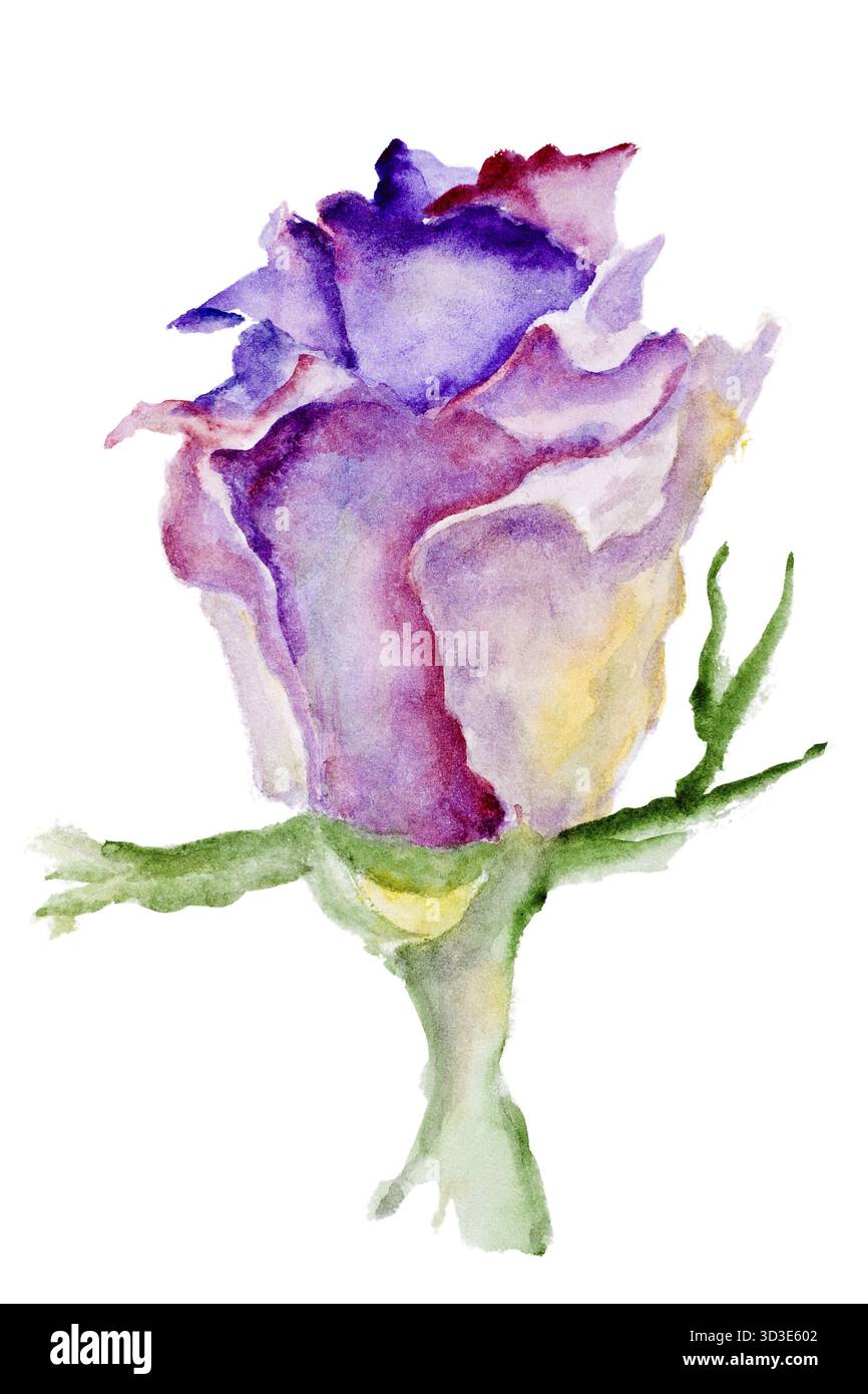 Dunkelviolett Knospe einsame rose Blume isoliert. Handgemachte Aquarell gemalt Abbildung Stockfoto