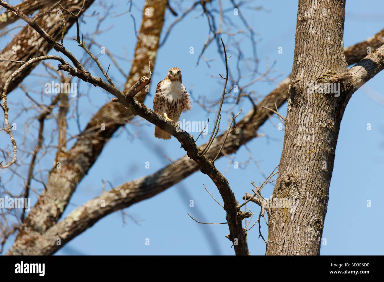 Rotschwanzfalke sitzt in einem Baum auf der Suche nach Beute Stockfoto