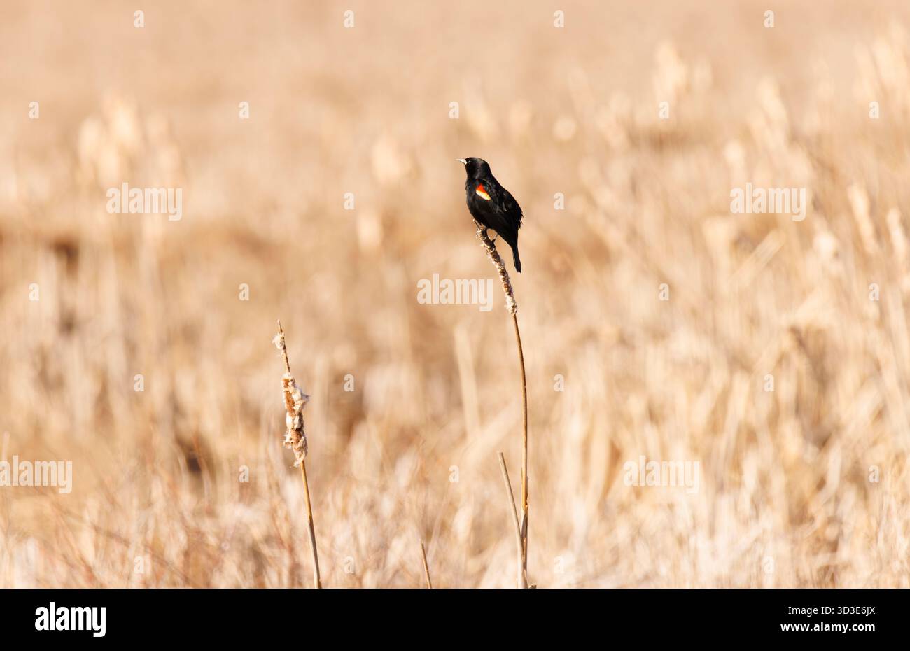 Eine dreifarbige Amsel, die auf einem Zweig thront, singt ihren Ruf mit gespreizten Schwanzfedern und offenem Schnabel vor einem verschwommenen Hintergrund Stockfoto
