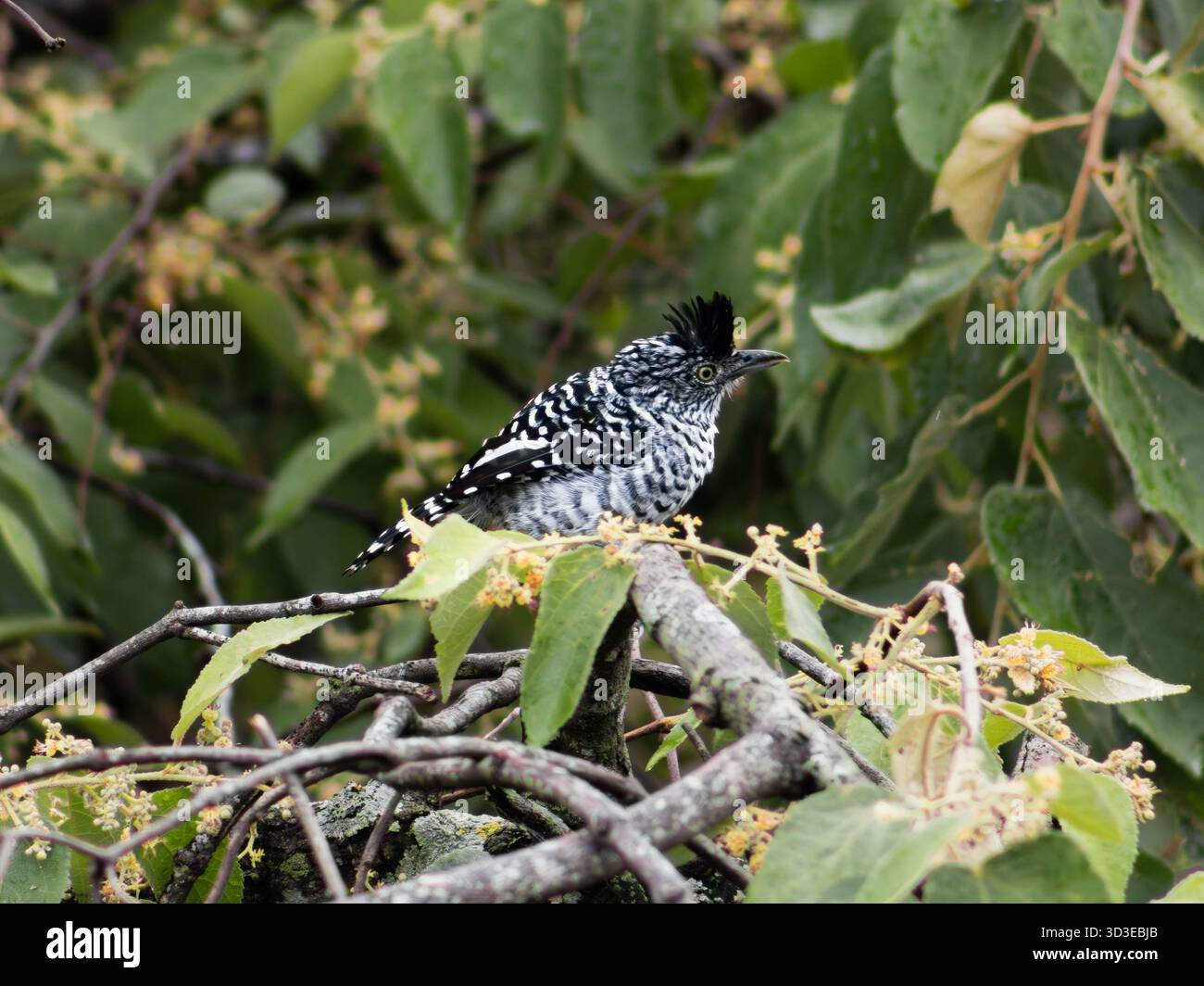 Thamnophilus doliatus, bekannt als Barred Antshrike (Batara Barrado), thront auf Ästen in Kolumbien und zeigt sein markantes schwarz-weißes Gefieder Stockfoto