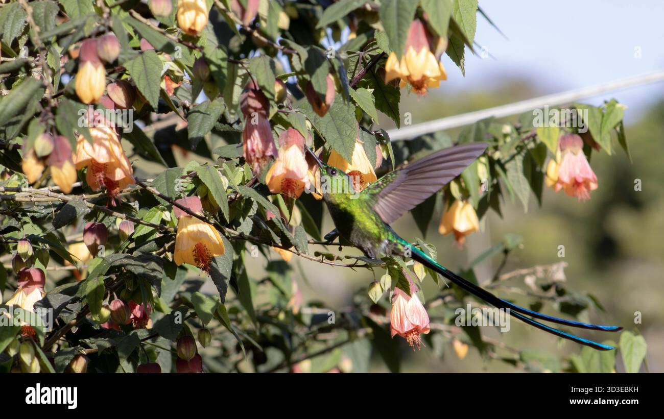 Aglaiocercus kingii, der langschwänzige Sylph Kolibri, der in einem kolumbianischen Nebelwald auf Nectar schwebt und sich ernährt Stockfoto