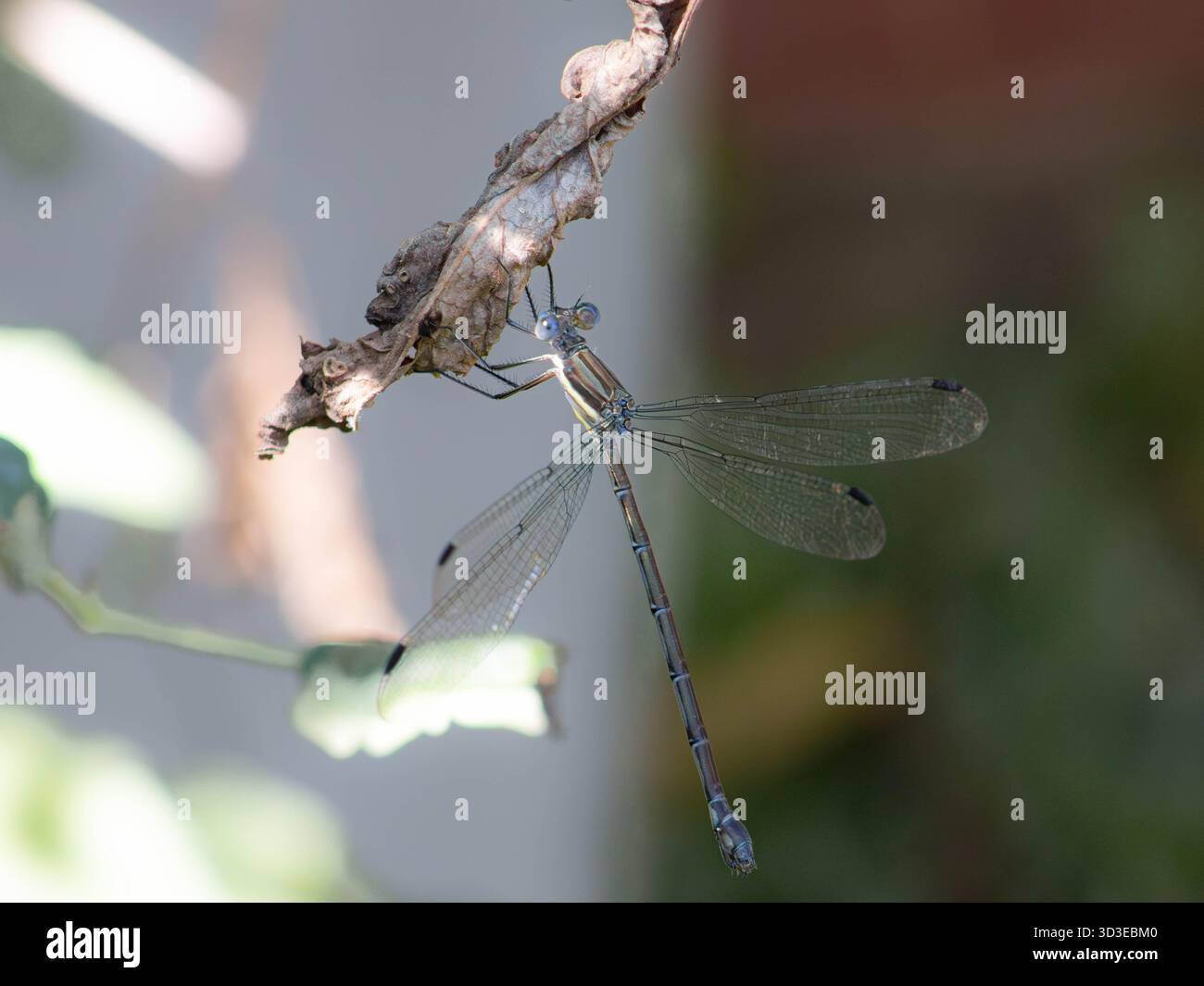 Detaillierte Makroaufnahme einer Damselfliege (Orden Odonata), die kopfüber von einem getrockneten braunen Blatt hängt. Stockfoto
