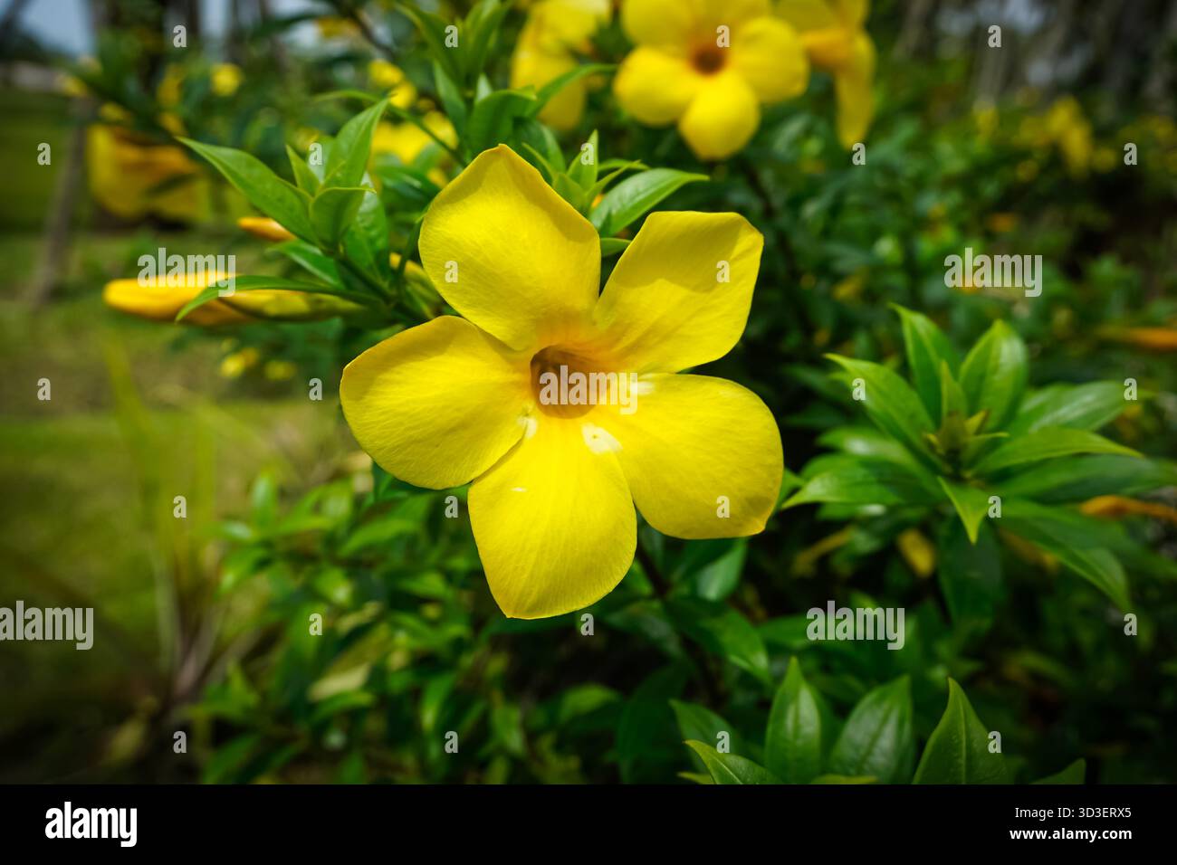 Eine hellgelbe Allamanda-Blume (Allamanda Cathartica) in voller Blüte, umgeben von glänzend grünen Blättern in einem tropischen Garten in Malaysia Stockfoto