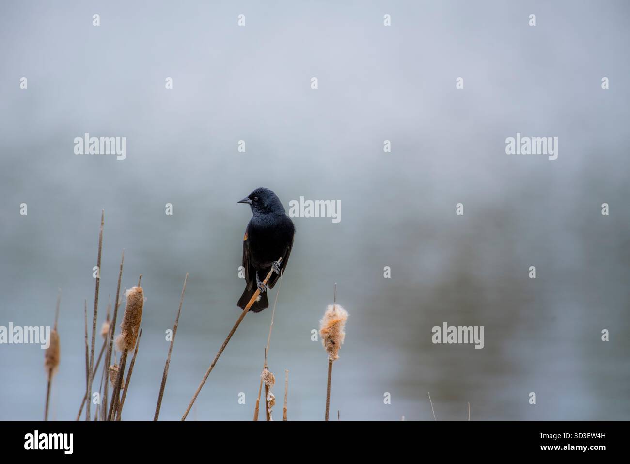 Black Bird Thront Auf Reeds Neben Calm Lake In Ruhiger Naturlandschaft Stockfoto
