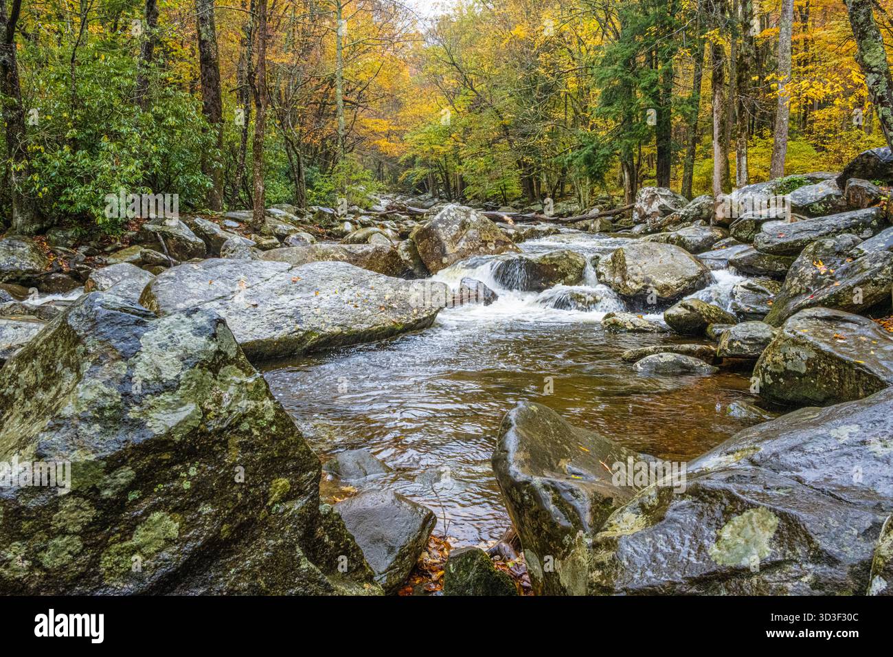 Herbstblick auf den West Prong Little Pigeon River im Great Smoky Mountains National Park in Gatlinburg, Tennessee. (USA) Stockfoto