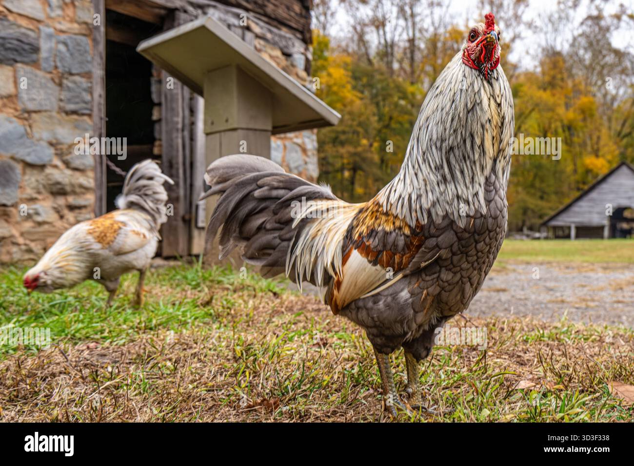 Freilandhühner vor Messer's Applehouse im Oconaluftee Mountain Farm Museum im Great Smoky Mountains National Park in der Nähe von Cherokee, NC. (USA) Stockfoto