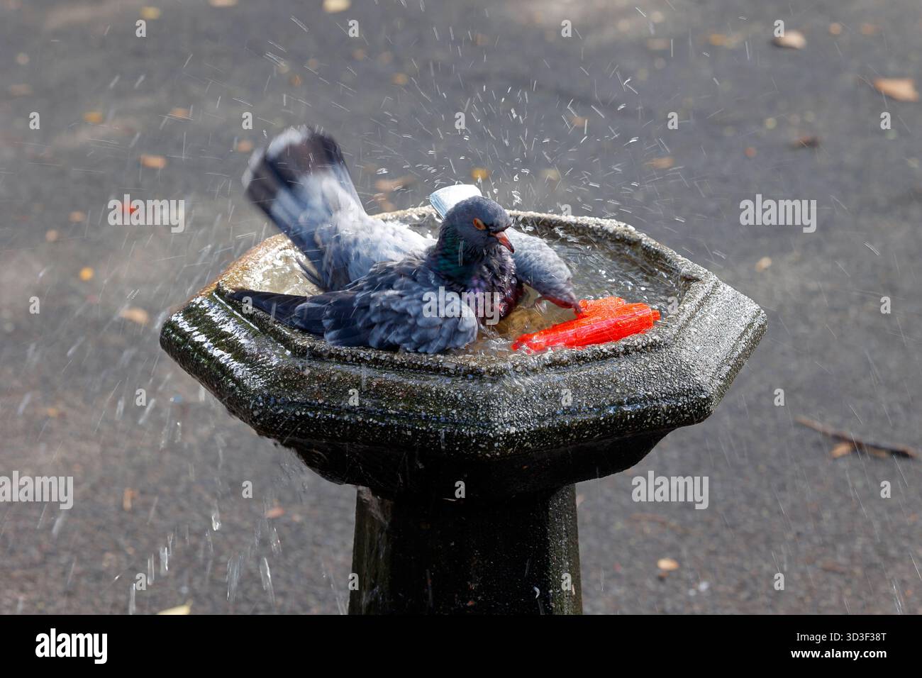 Eine gewöhnliche Taube (Columba Livia), die ein Bad in einem Brunnen auf einem Spielplatz in New York City nimmt. Stockfoto