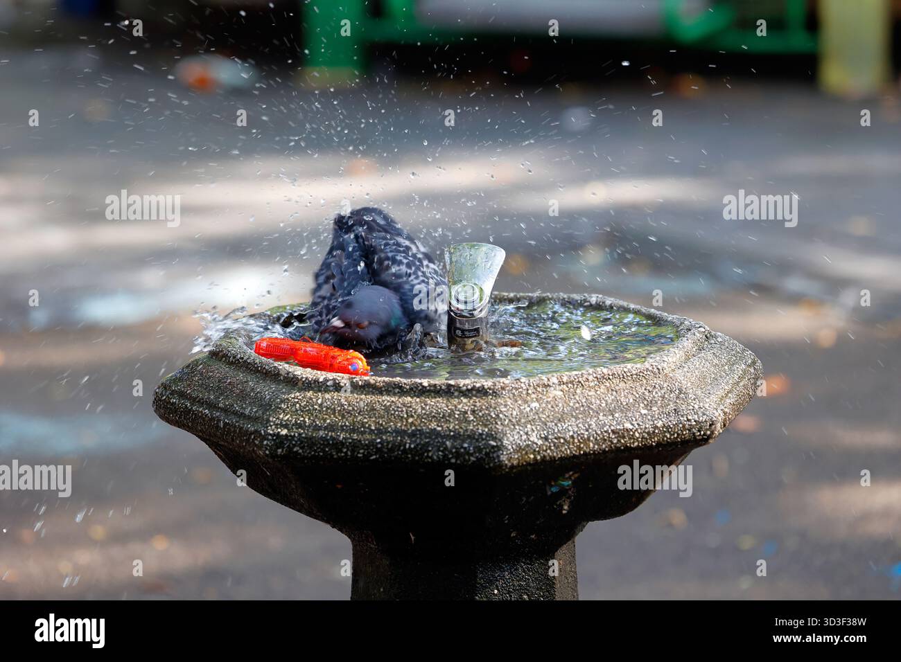 Eine gewöhnliche Taube (Columba Livia), die ein Bad in einem Brunnen auf einem Spielplatz in New York City nimmt. Stockfoto